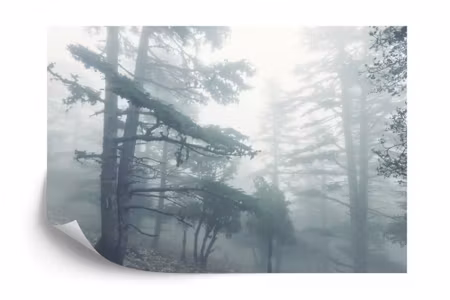 Fyrkantig fototapet - Forest in Fog