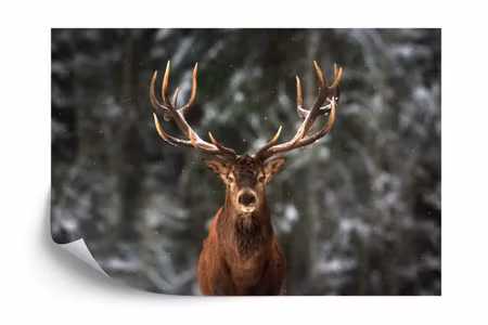 Fyrkantig fototapet - Deer in the Forest