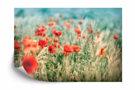 Fyrkantig fototapet - Wild Poppies on the Meadow
