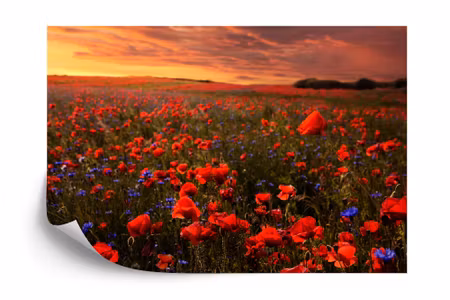 Fyrkantig fototapet - Poppy Field