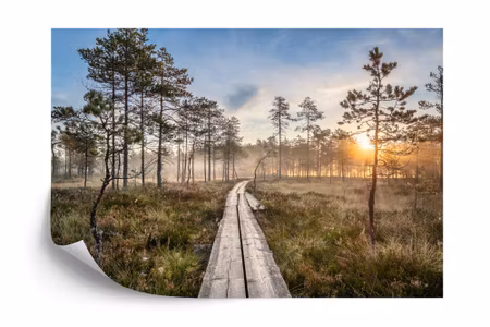Fyrkantig fototapet - Wooden Path in the Forest