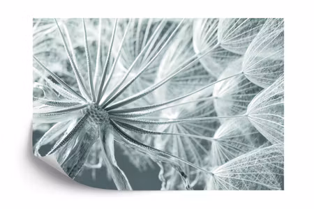 Fyrkantig fototapet - Dandelion 3D