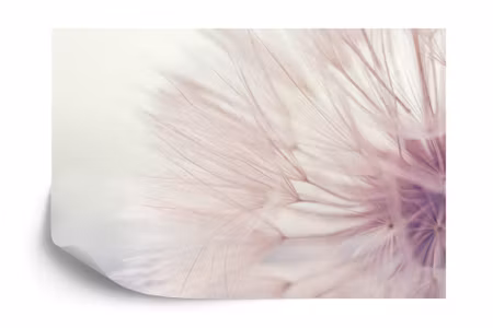 Fyrkantig fototapet - Dandelion Seeds