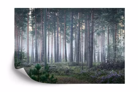 Fyrkantig fototapet - Forest in Fog