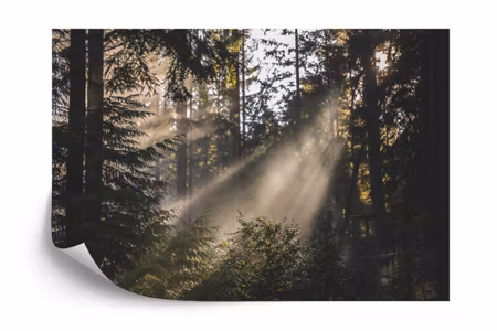 Fyrkantig fototapet - Forest in Fog