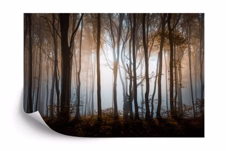 Fyrkantig fototapet - Forest Trees
