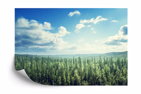 Fyrkantig fototapet - Forest Trees Sky