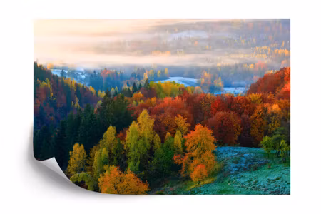 Fyrkantig fototapet - Forest in Fog