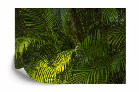 Fyrkantig fototapet - Palm Leaves