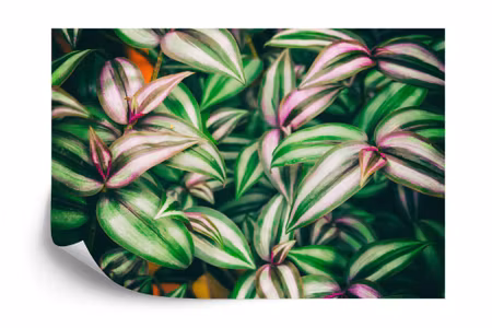 Fyrkantig fototapet - Tropical Leaves