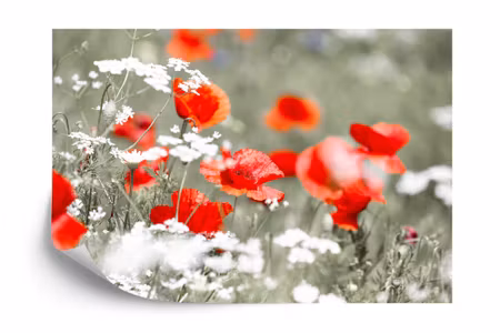 Fyrkantig fototapet - Wild Red Poppies