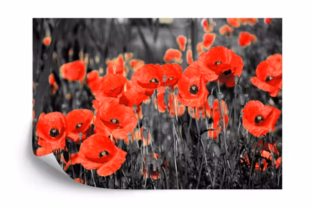 Fyrkantig fototapet - Poppies Flowers