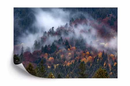 Fyrkantig fototapet - Autumn Forest in A Beautiful