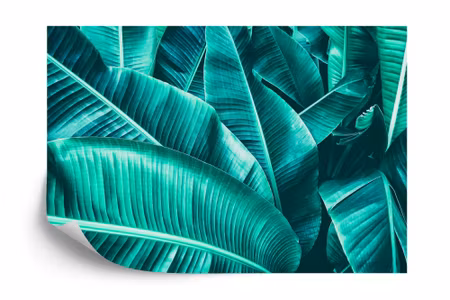 Fyrkantig fototapet - Banana Leaves Iq1252