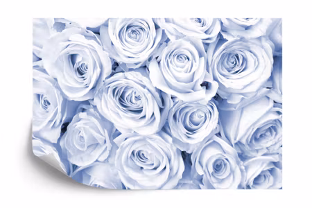 Fyrkantig fototapet - Rose Bouquet Blue Iq1225e
