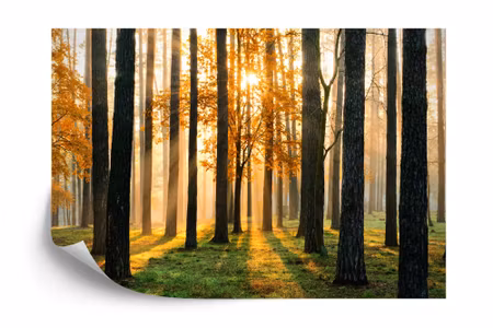 Fyrkantig fototapet - Forest Sunrise Iq1224a