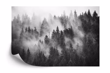 Fyrkantig fototapet - Forest in the Mist Black