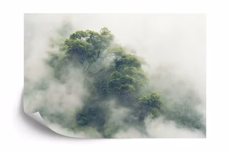 Fyrkantig fototapet - Tropical Forest in Japan