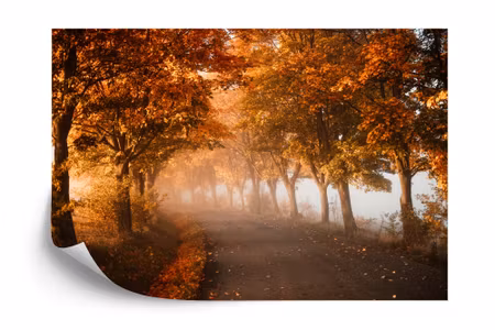 Fyrkantig fototapet - Autumn Forest Road Leaves