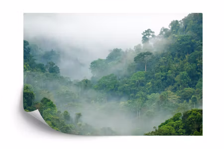 Fyrkantig fototapet - Rainforest Morning Fog