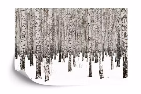 Fyrkantig fototapet - Birch Noir Iq1236