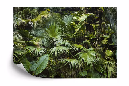 Fyrkantig fototapet - Beautiful Palm Leaves in A