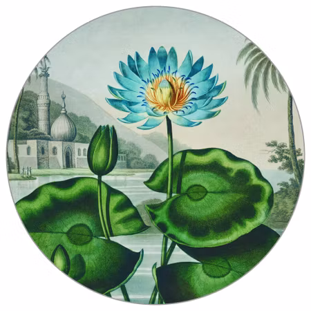 Rund fototapet - Lotus azul