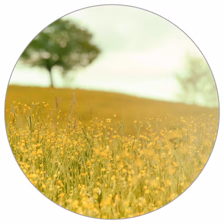Rund fototapet - Late afternoon in the meadow