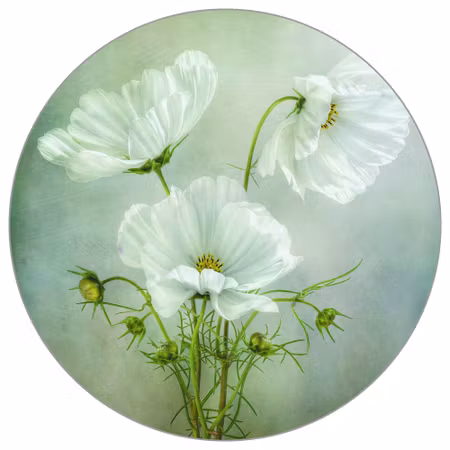 Rund fototapet - Cosmos charm by Mandy Disher