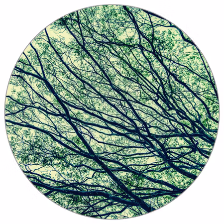 Rund fototapet - Canopy