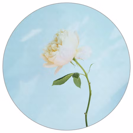 Rund fototapet - Pastel rose