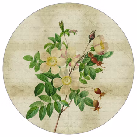 Rund fototapet - Vintage botanicals II