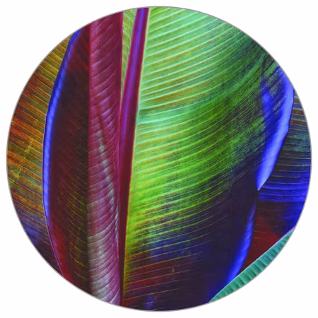 Rund fototapet - Banana leaf by françois Casanova
