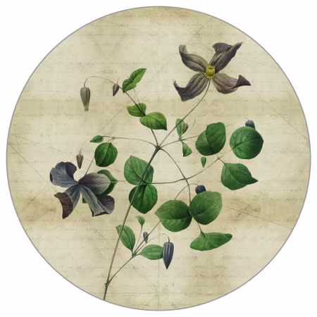 Rund fototapet - Vintage botanicals III