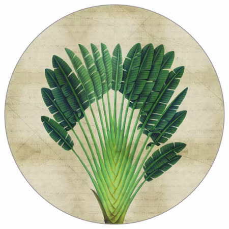 Rund fototapet - Tropical botanicals II