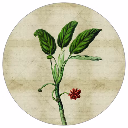 Rund fototapet - Tropical botanicals I