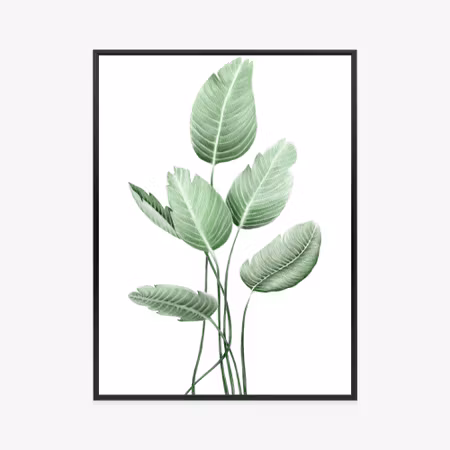 Poster med ram - White strelitzia