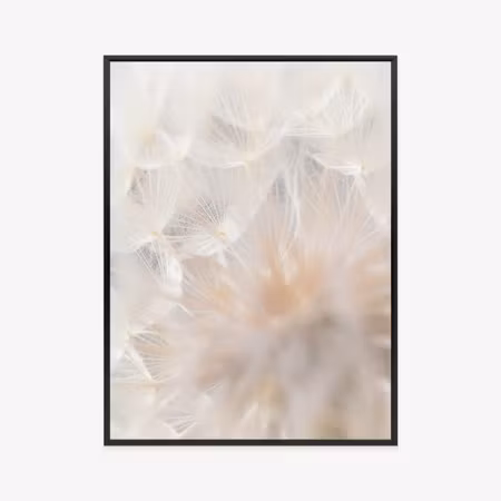 Poster med ram - Beige dandelion close up