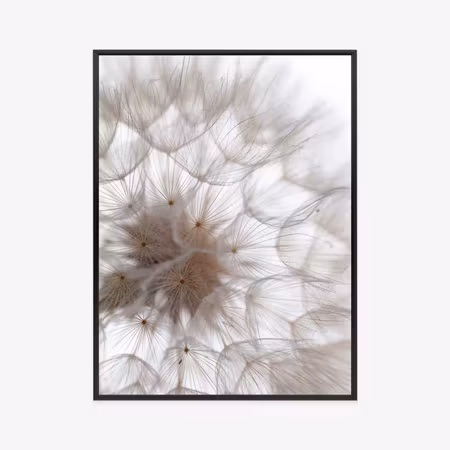 Poster med ram - Fluffy beige dandelion