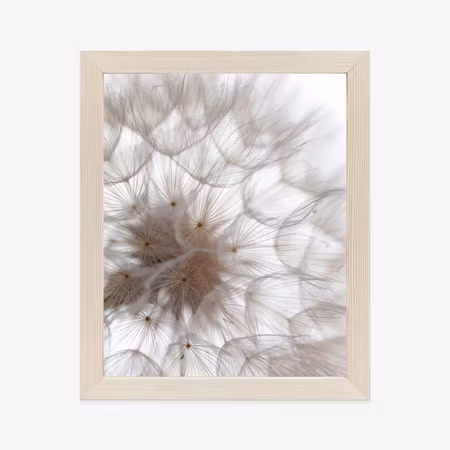 Poster med ram - Fluffy beige dandelion