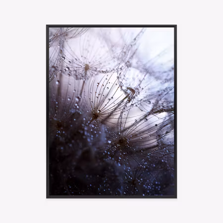Poster med ram - Wet dandelion