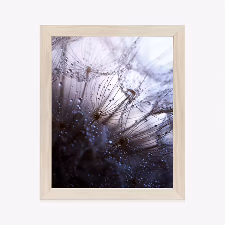 Poster med ram - Wet dandelion