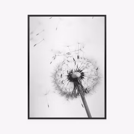 Poster med ram - Dandelion and its seeds