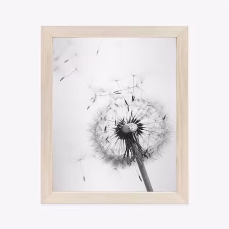 Poster med ram - Dandelion and its seeds