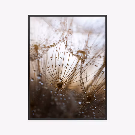 Poster med ram - Dandelion with dew drops