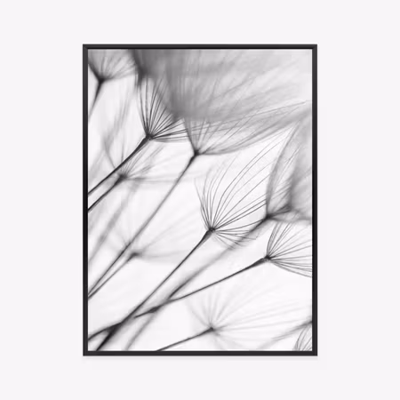 Poster med ram - Black and white dandelions