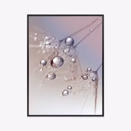 Poster med ram - Dew on a pink dandelion
