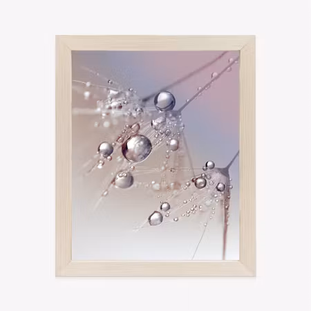 Poster med ram - Dew on a pink dandelion