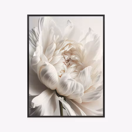 Poster med ram - Blooming white peony close up
