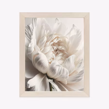 Poster med ram - Blooming white peony close up